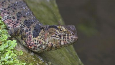 ​和恐龙同时代的鳄蜥凭什么安然度过6500万年前生物大灭绝