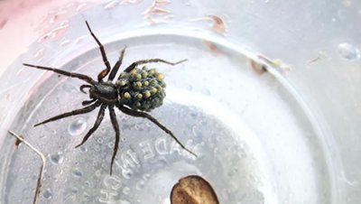 ​北极狼蛛由于北极地区气候变化的影响正在经历“婴儿潮” 更具攻击性