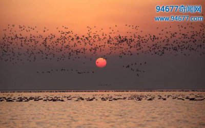 ​中国最大淡水湖，鄱阳湖(面积3150平方千米)