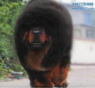 ​惊天兽，中国第一藏獒(身价3000万)
