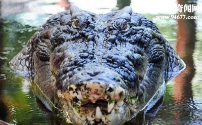 ​世界上最大的爬行动物，湾鳄又名食人鳄(体长7米)