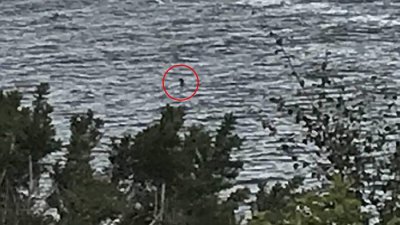 ​英国12岁女童度假近距离拍到“最好的尼斯湖水怪照片”