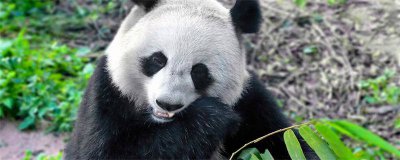 ​大熊猫的特点有哪些 大熊猫什么特点是什么
