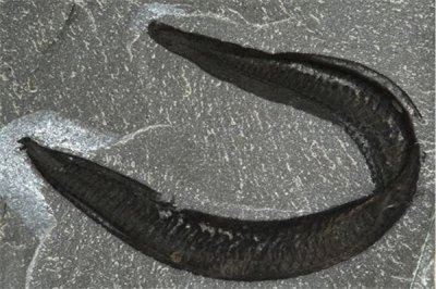 ​皮卡虫：又称为克鱼,来自寒武纪的生物（已灭绝）