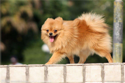 ​博美犬的祖先是什么？