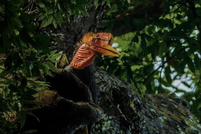 这只盔犀鸟（Helmeted Hornbill）正在将果实带给巢内的家人。它和它的同类实在太难找了，我们差点就只能在杂志篇章里放别种犀鸟的照片。还好最后我们不需
