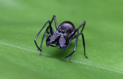 ​中国科学家首次发现名为大蚁蛛（Toxeus magnus）的跳蛛具有“哺乳行为”