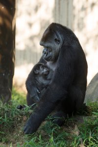 ​一窥美国史密森尼国家动物园生物保育研究院世界上最大的动物乳汁搜藏库