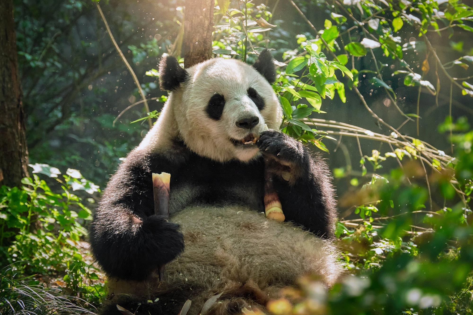 《科学报告》：大熊猫独特的黑白相间图案提供有效伪装