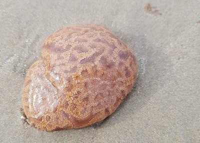 ​澳洲塔斯马尼亚沙滩出现不明生物 专家称属于群体海鞘
