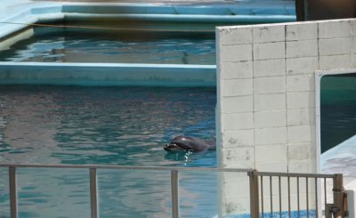 ​世界上最孤单的海豚！日本千叶县犬吠埼海洋公园水族馆瓶鼻海豚Honey因阻塞性