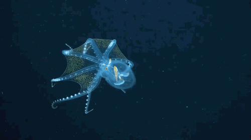 施密特海洋研究所科学家在菲尼克斯群岛深海发现罕见的头足类动物：玻璃章鱼
