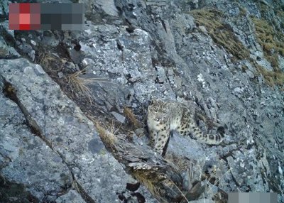 ​四川卧龙国家级自然保护区公布监测报告 罕有拍摄到雪豹攀岩
