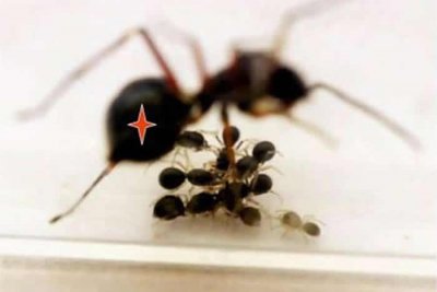 ​跳蛛妈妈会持续照顾早已有能力自己捕食的后代