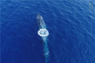 ​比蓝鲸重10000倍的动物 世界上存在如此庞大的生物吗