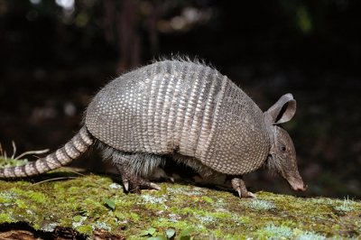 ​身披盔甲的动物导师：犰狳、鲍鱼、象鱼、铁锭甲虫、穿山甲