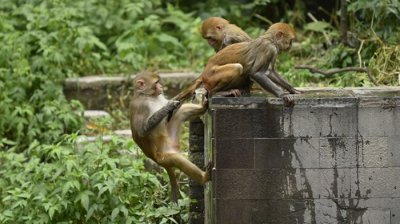 ​为何有些灵长类动物保留了尾巴 而人类和猿类却没有呢？