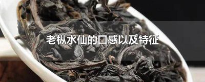 ​什么叫老枞水仙 老枞水仙为什么叫水仙