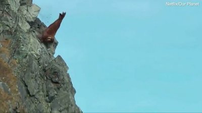 ​Netflix纪录片《我们的星球》令人心痛一幕：数百只海象从陡峭的悬崖上跌落死亡