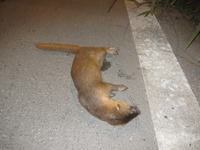 2010年二重疏洪道内黄鼠狼路杀遗体，这是五股湿地第一笔黄鼠狼纪录。 图片来源：荒野保护协会