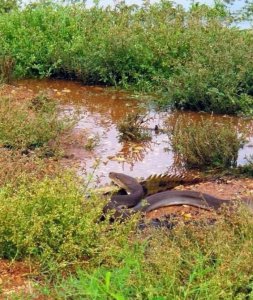 ​澳洲昆士兰橄榄蟒吞食淡水鳄