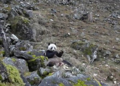 ​陕西佛坪国家级自然保护区管理局巡护员目击大熊猫啃食羚牛骨头