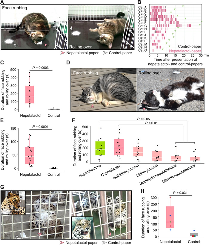 猫科动物将身体与猫薄荷和银藤蹭擦可以将植物化学物质转移上身免受蚊虫侵害