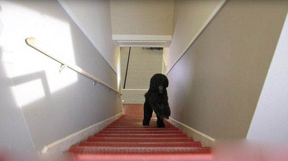 贵宾犬在健身球上移动10米只用33秒 打破世界纪录！ 第6张图片