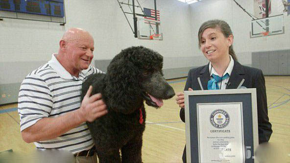 贵宾犬在健身球上移动10米只用33秒 打破世界纪录！ 第3张图片