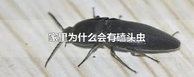 ​家里怎么会有磕头虫的声音 家里为什么有磕头虫
