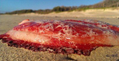 ​澳海滩出现神秘、不明红色生物 寒冷而