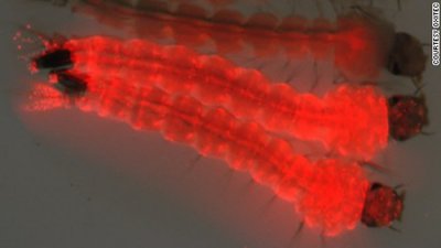 ​美国生物技术公司Oxitec拟放出7.5亿只基因改造蚊子 让人造基因代代相传抑制繁