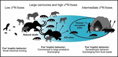 ​狐狸可能以人类残渣剩饭为食的时间超过4万年