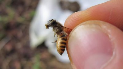 ​研究发现越南蜜蜂会在蜂巢入口涂抹动物粪便以阻止亚洲大黄蜂的袭击