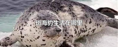 ​豹海豹生活在哪里 关于斑海豹的介绍