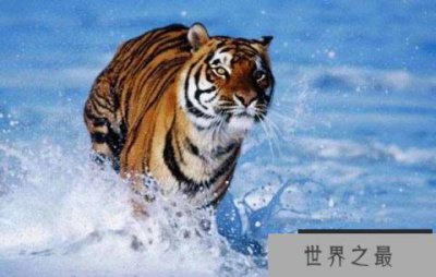 ​中国十大国宝动物：大熊猫、华南虎排前两名