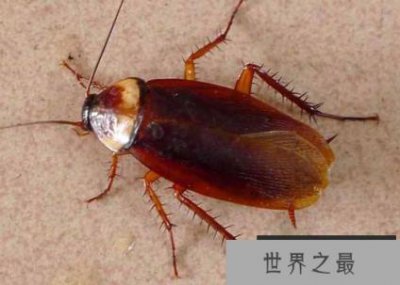​繁殖最快的五种动物