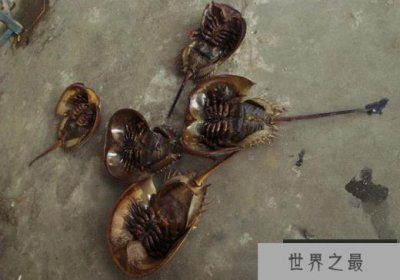 ​世界上最怪异的螃蟹 螃蟹都长的这么搞笑吗