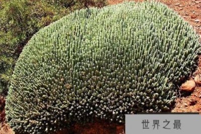 ​世界上最辣的植物