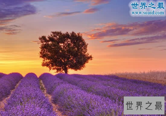 世界十大最美的花海，普罗旺斯薰衣草花海最美