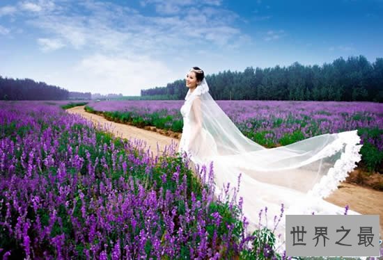 世界十大最美的花海，普罗旺斯薰衣草花海最美