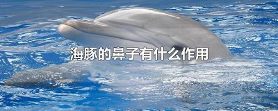 ​海豚有鼻子么海豚的图片是什么 海豚有没有鼻子和耳朵