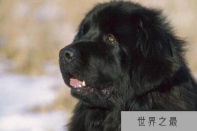 ​世界公认的犬中之王—犬中之王排名第一是谁