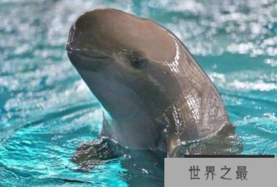 ​为什么江豚被称为水中大熊猫？