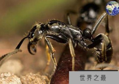 ​马塔贝勒蚁：人被蜇两分钟之后休克而死！
