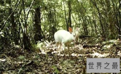​神农架罕见动物白化小麂 白化动物为何频繁出现在神农架