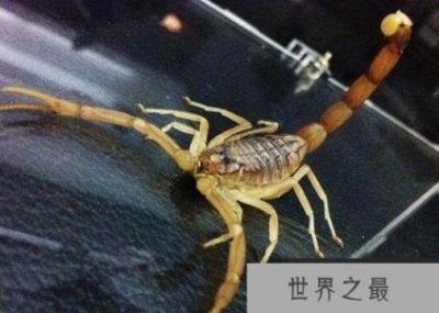 ​世界上毒性最强的蝎子：巴勒斯坦毒蝎