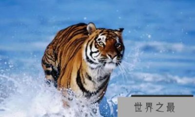 ​世界上最强的猫科动物排名