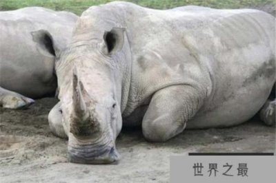 ​世界十大即将灭绝的动物：白鳍豚上榜