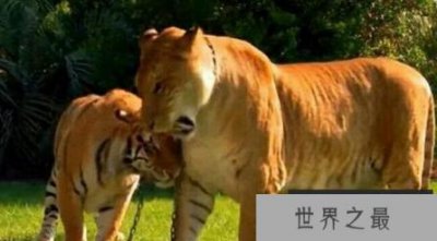 ​体型最大的猫科动物，体型是狮子老虎的两倍